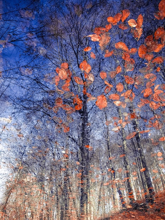 Picture of AUTUMN LEAVES II