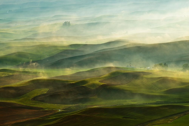 Picture of GOLDEN MORNING-PALOUSE