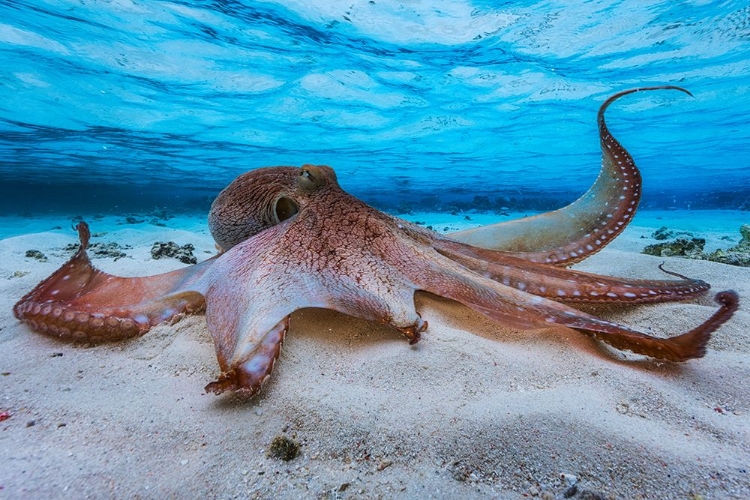 Picture of OCTOPUS