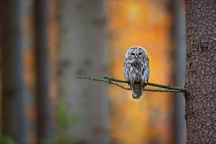 Picture of TAWNY OWL