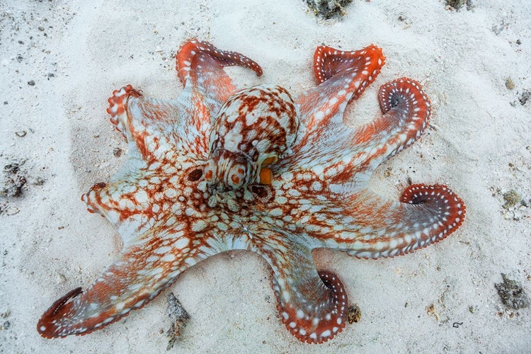 Picture of OCTOPUS