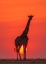 Picture of SUNSET GIRAFFE