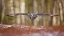 Picture of GREAT GREY OWL