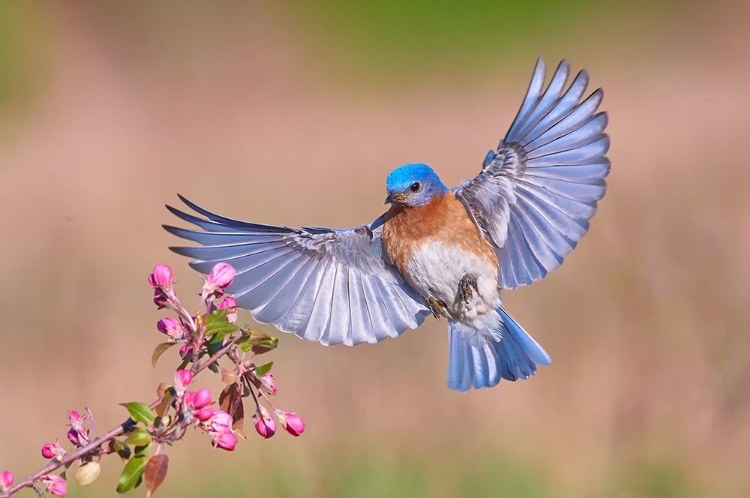 Picture of COLORFUL SPRING