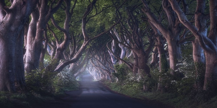 Picture of THE DARK HEDGES