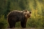 Picture of BACKLIT BEAR