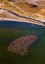 Picture of FLAMINGOS ON THE LAKE