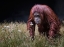 Picture of ORANG-UTAN WITH BUTTERFLY.