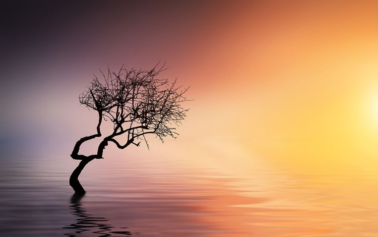 Picture of TREE AT LAKE