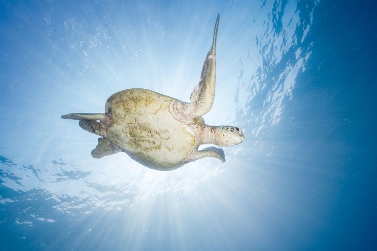 Picture of SEA TURTLE - GREEN TURTLE