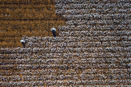 Picture of COTTON WORLD
