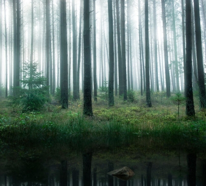 Picture of LAKE IN FOREST