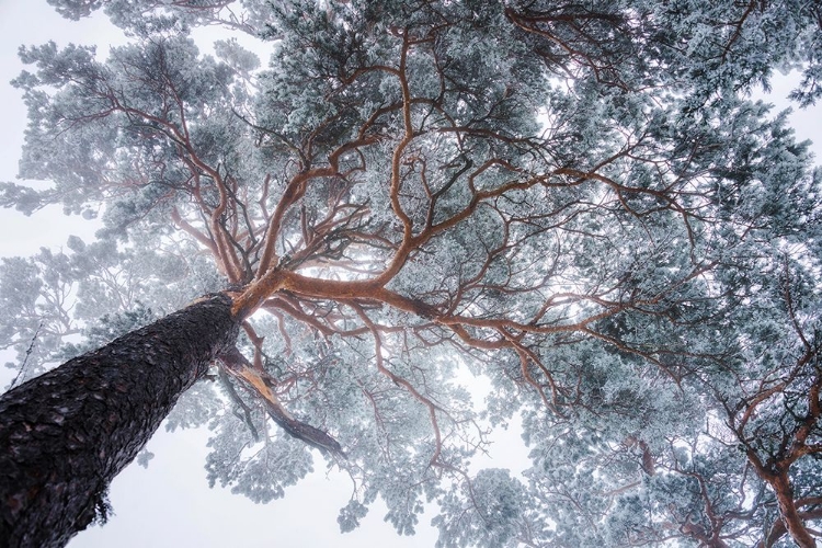 Picture of WINTER TREE LINES