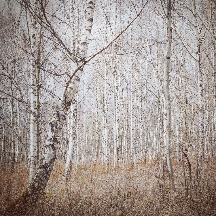 Picture of BIRCH FOREST