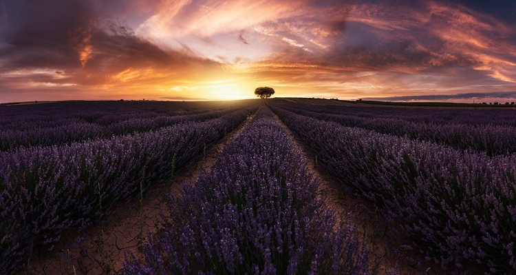 Picture of LAVENDER SUNSET