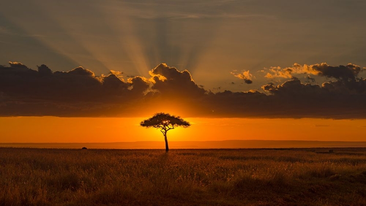 Picture of BEHIND THE ACACIA TREE