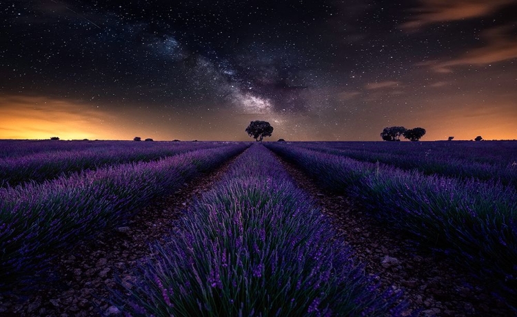 Picture of FIELDS OF CASTILLA