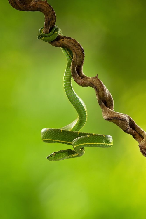 Picture of SIDE-STRIPED PALM PITVIPER