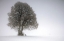 Picture of WINTER TREE