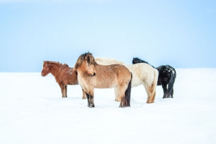 Picture of HORSES IN COLOR