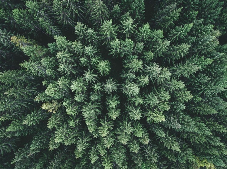 Picture of MOODY FOREST FROM ABOVE