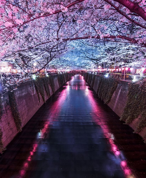 Picture of SAKURA SEASON