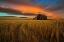 Picture of STORM OVER PALOUSE