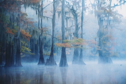 Picture of FOGGY SWAMP MORNING