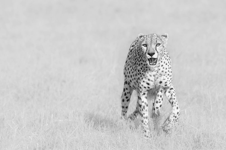 Picture of CHEETAH