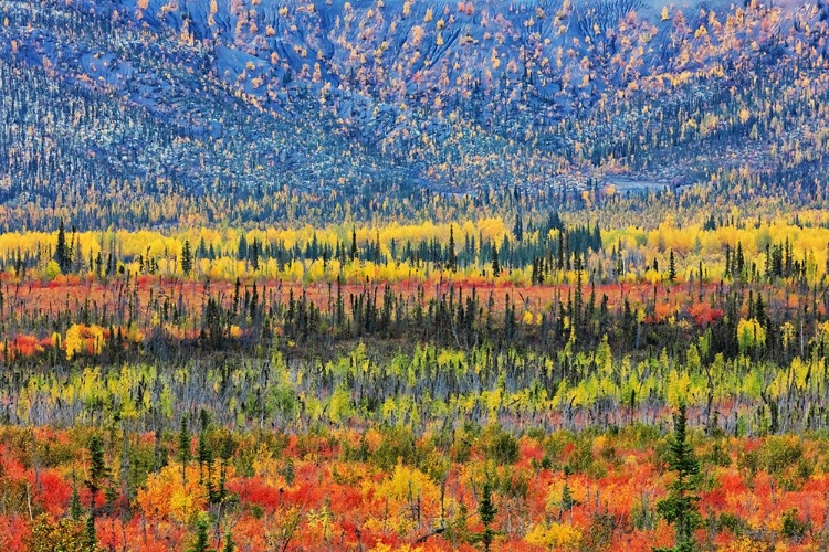 Picture of FALL COLOR IN THE MOUNTAIN