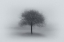 Picture of TREE IN FOG