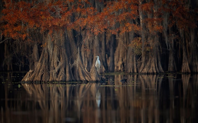 Picture of TRANQUIL LAKE