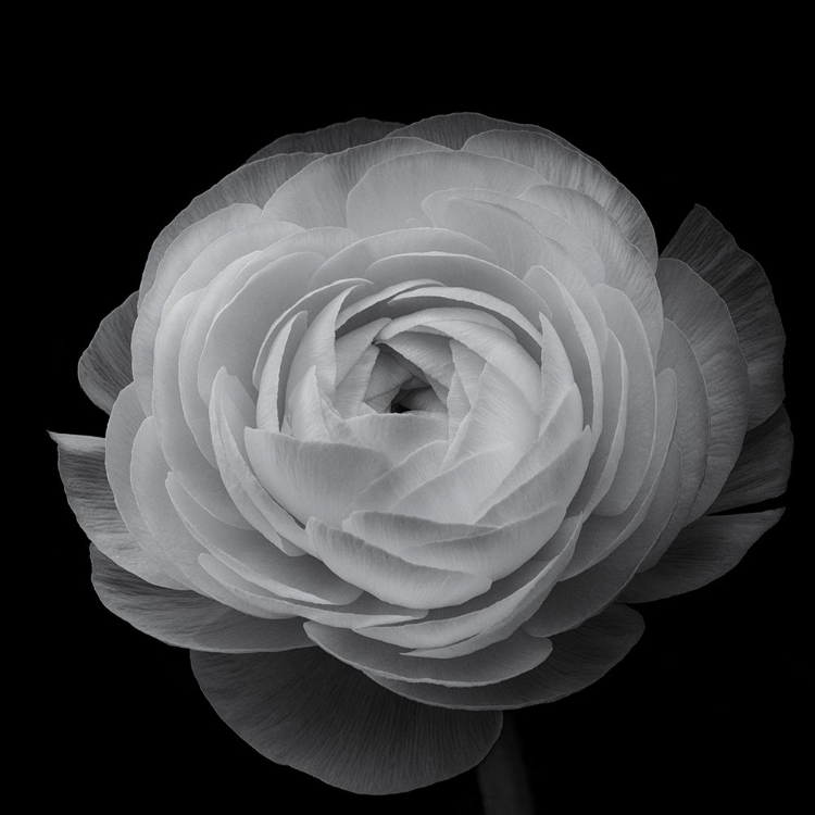 Picture of RANUNCULUS