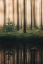 Picture of REFLECTION IN THE FOGGY FOREST