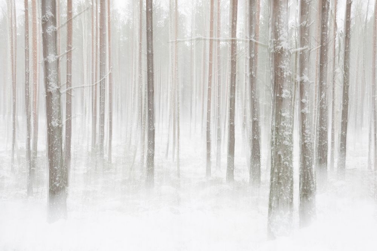 Picture of WINTERFOREST IN SWEDEN