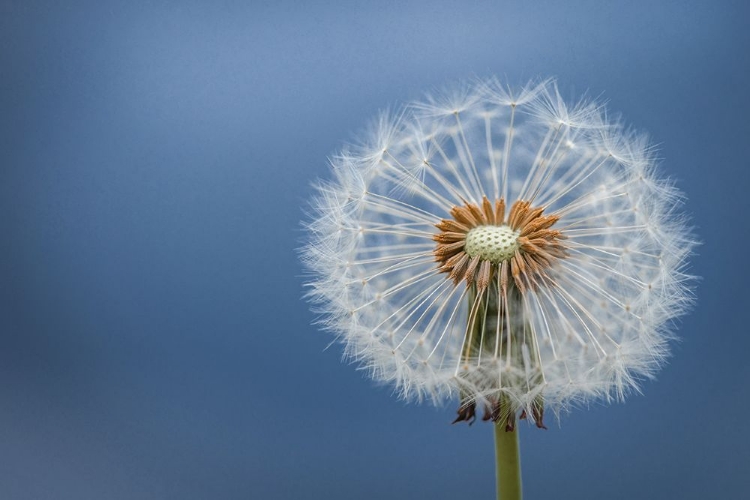 Picture of DANDELION