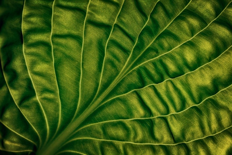 Picture of LEAF OF A HOSTA