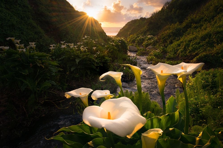 Picture of CALLA LILY WORLD