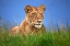 Picture of LIONESS CLOSE UP