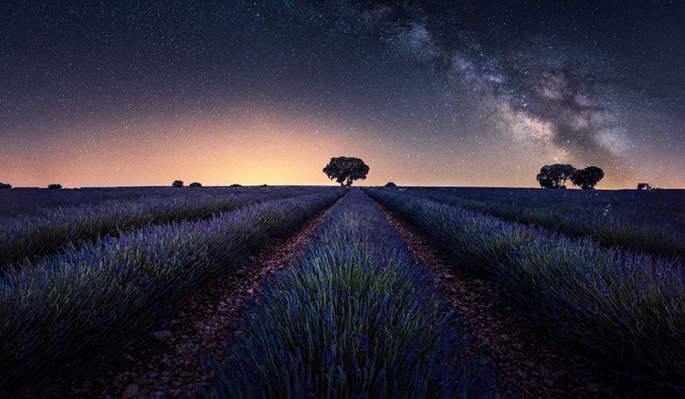 Picture of LAVENDER FIELDS