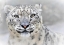 Picture of SNOW LEOPARD