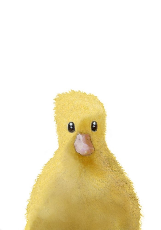 Picture of DUCK