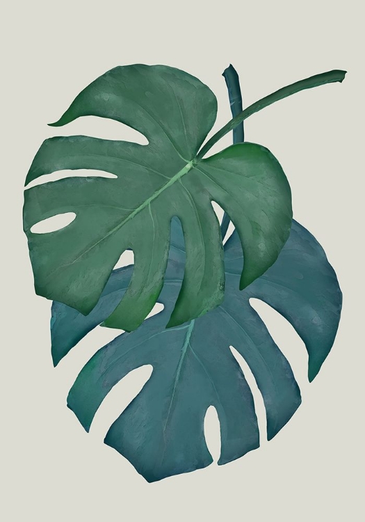 Picture of MONSTERA AQUA 06