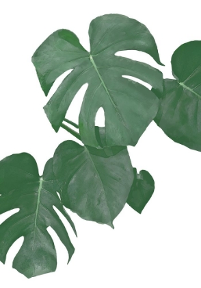 Picture of MONSTERA AQUA 01