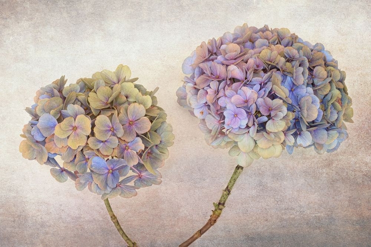 Picture of HYDRANGEA