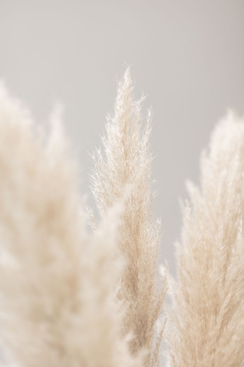 Picture of PAMPAS GRASS GREY 04