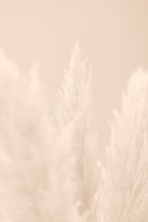 Picture of PAMPAS GRASS BEIGE 04