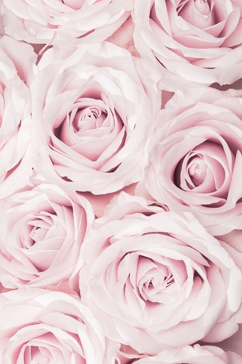 Picture of PINK ROSES NO 02