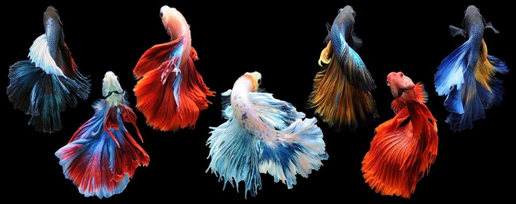 Picture of BETTA FISH