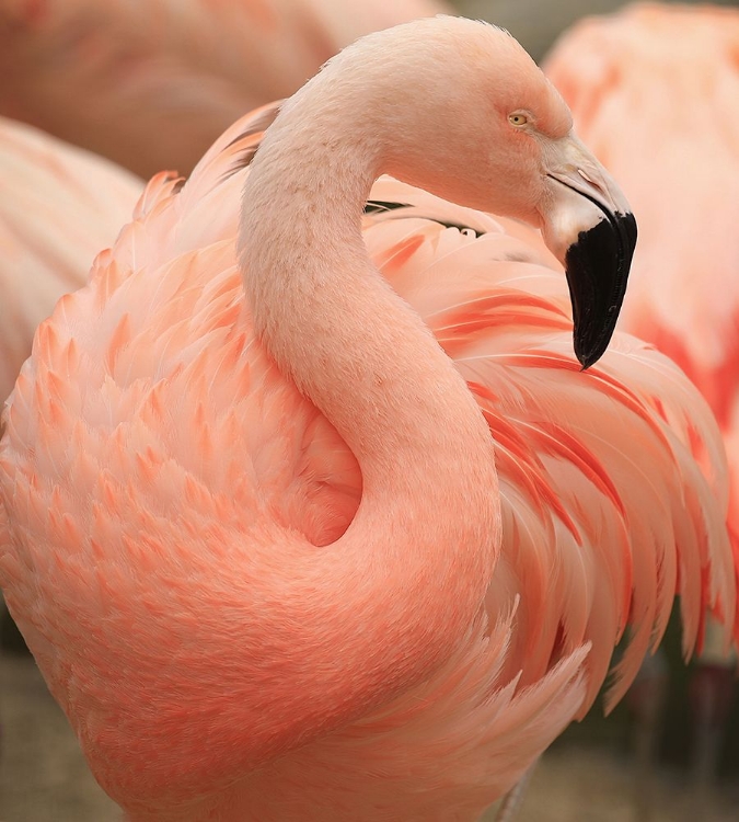 Picture of PORTRAIT OF A PINK FLAMINGO